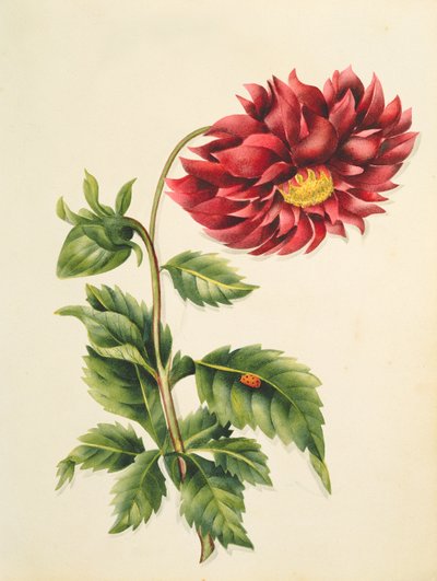 Chrysanthemum, from Flowers, an English Botanical Manuscript, c.1840 by English School